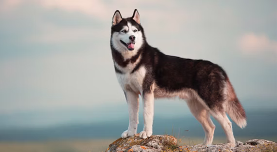 Another Cute Siberian Husky